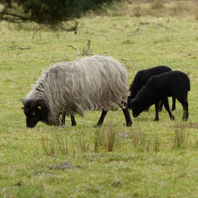 Schafe grasen auf einer Wiese (vergrößerte Bildansicht wird geöffnet)